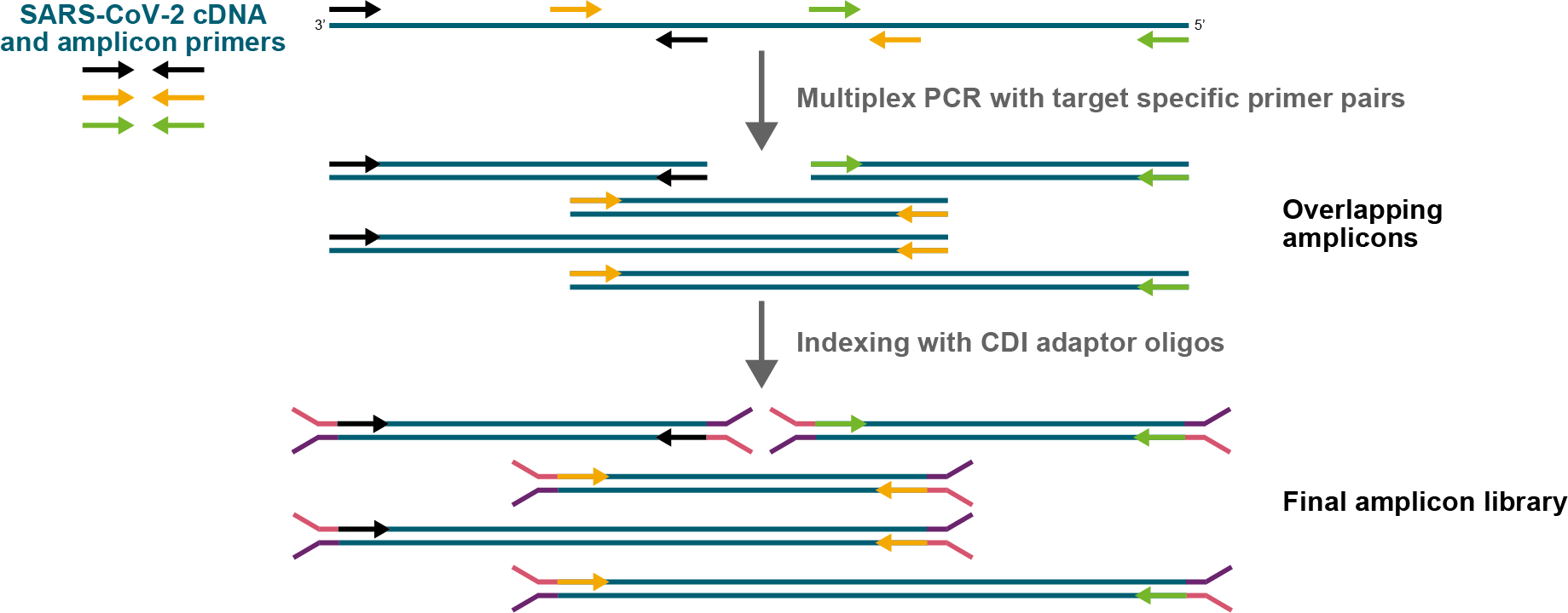 This figure illustrates the basic library preparation method used in this targeted amplicon-seq protocol